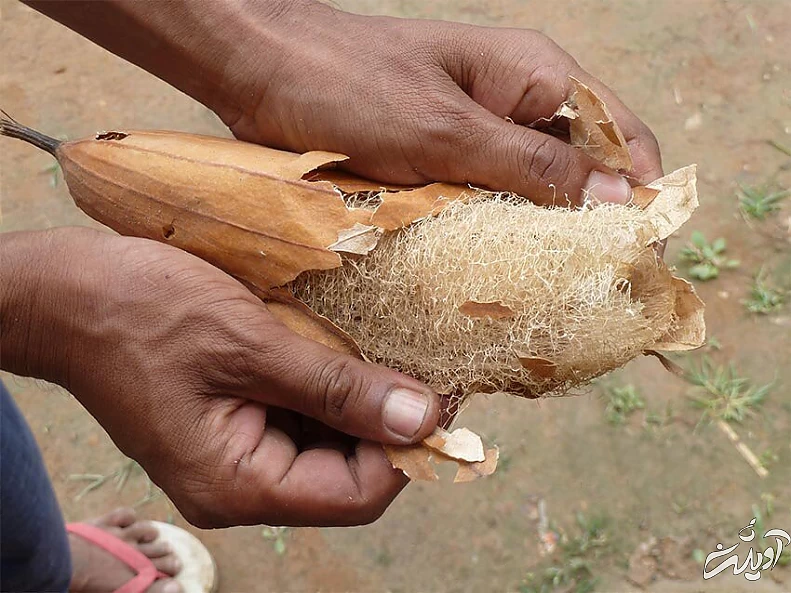 طبیعی‌ترین لایه‌بردار پوست را بشناسید